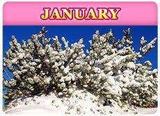 January