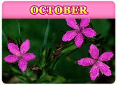 October