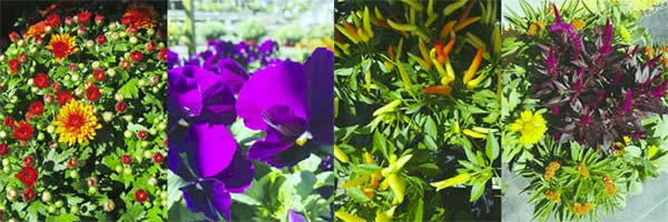fallplants
